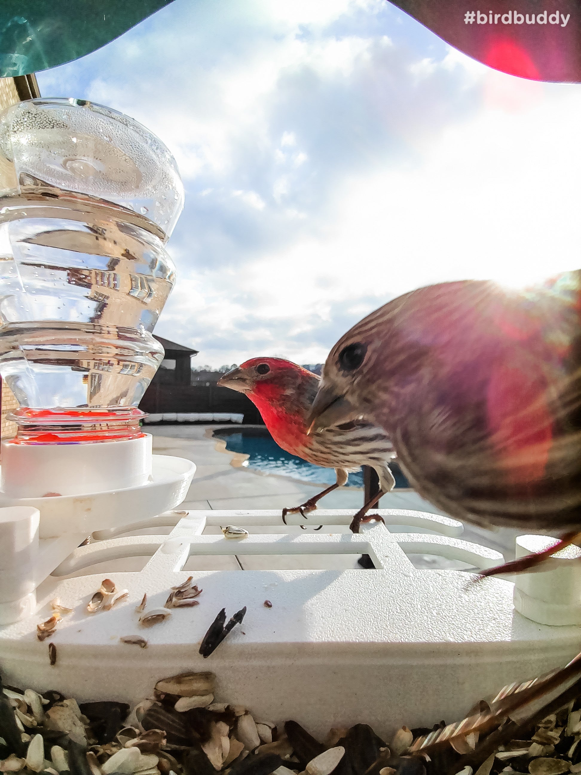 Bird Buddy Water Fountain – StramMade3D